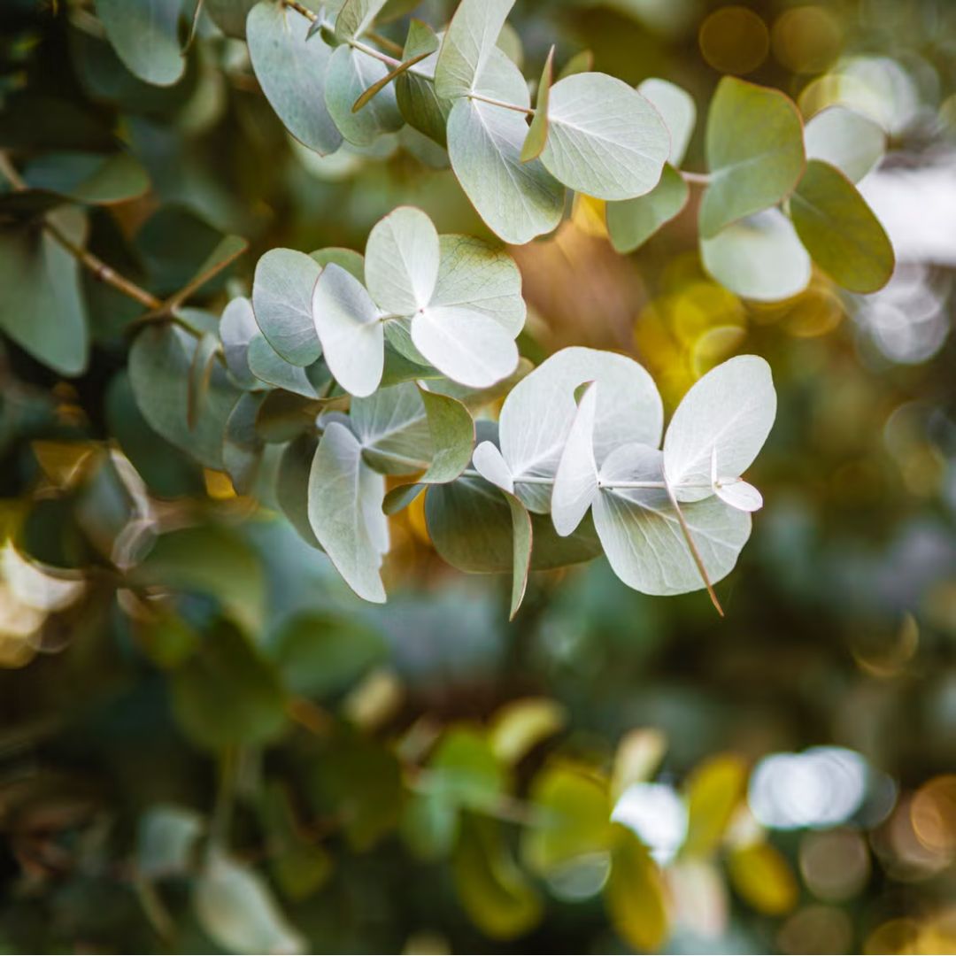 Round silver-green eucalyptus leaves on a branch
