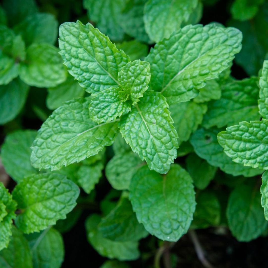Fresh mint leaves, the source of menthol