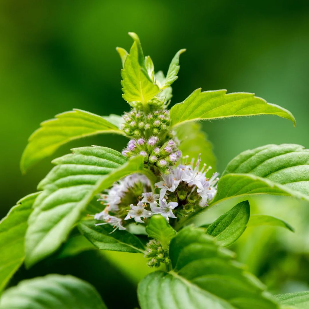 A flowering peppermint plant with bright green leaves