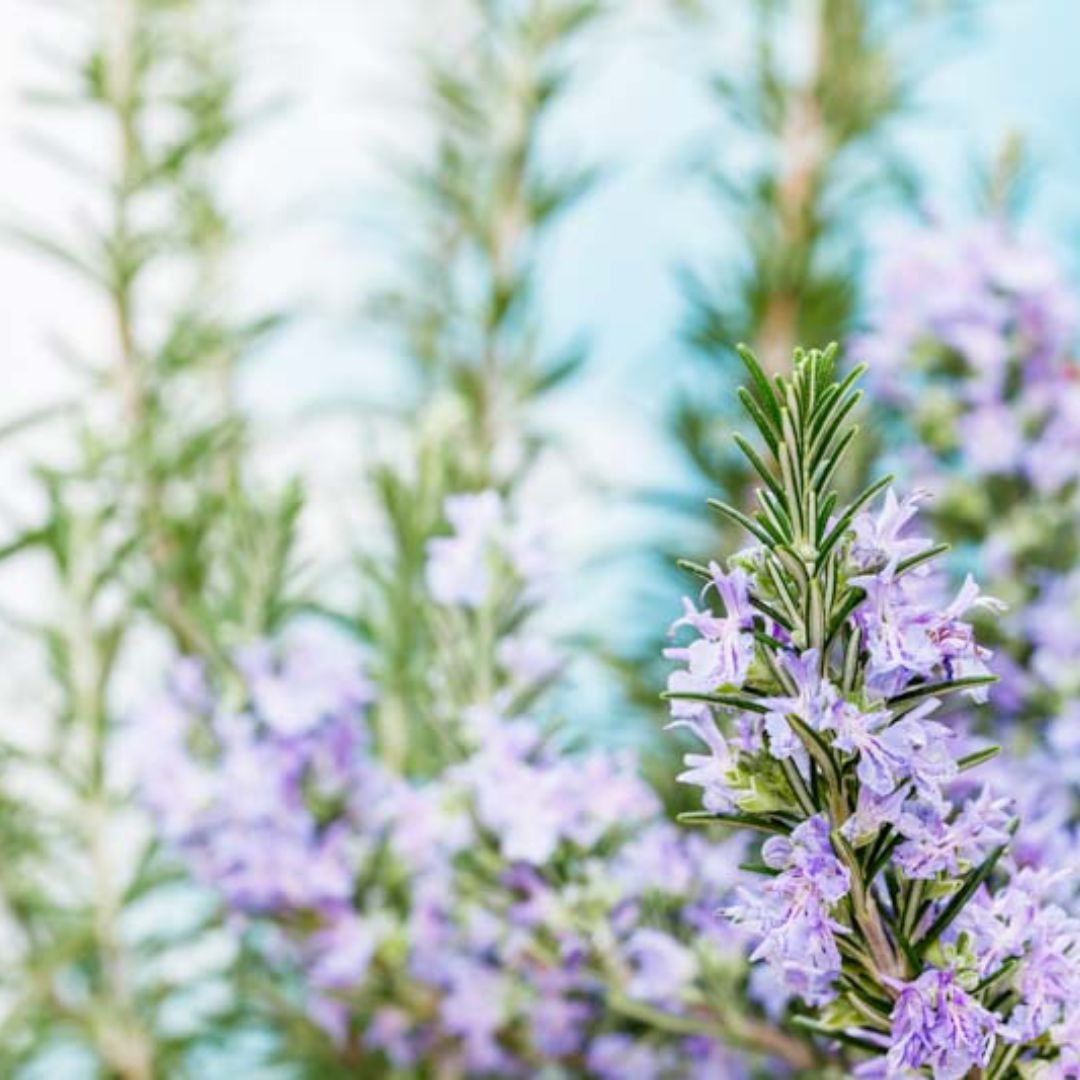 Rosemary sprigs with small purple flowers